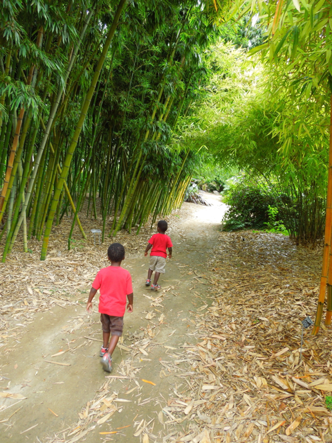 Running through the bamboo