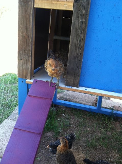 Isabella checking out her new coop. 