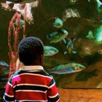 fish fish fish
