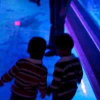 they really hesitated to walk onto the glass. 